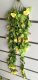 4X Artificial Yellow Rose Flower Vine Hanging Leaves