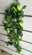 4X Artificial Yellow Green Rose Flower Vine Hanging Leaves