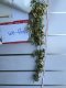 4X Artificial Ivy Leaves Hanging Decorations 81cm